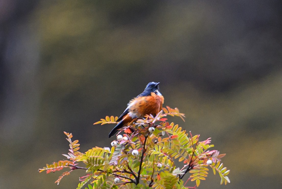 White-throated Redstart - ML644517235