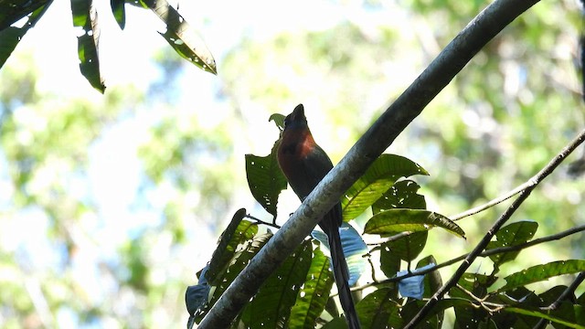 momot širokozobý [skupina pyrrholaemum] - ML644517239