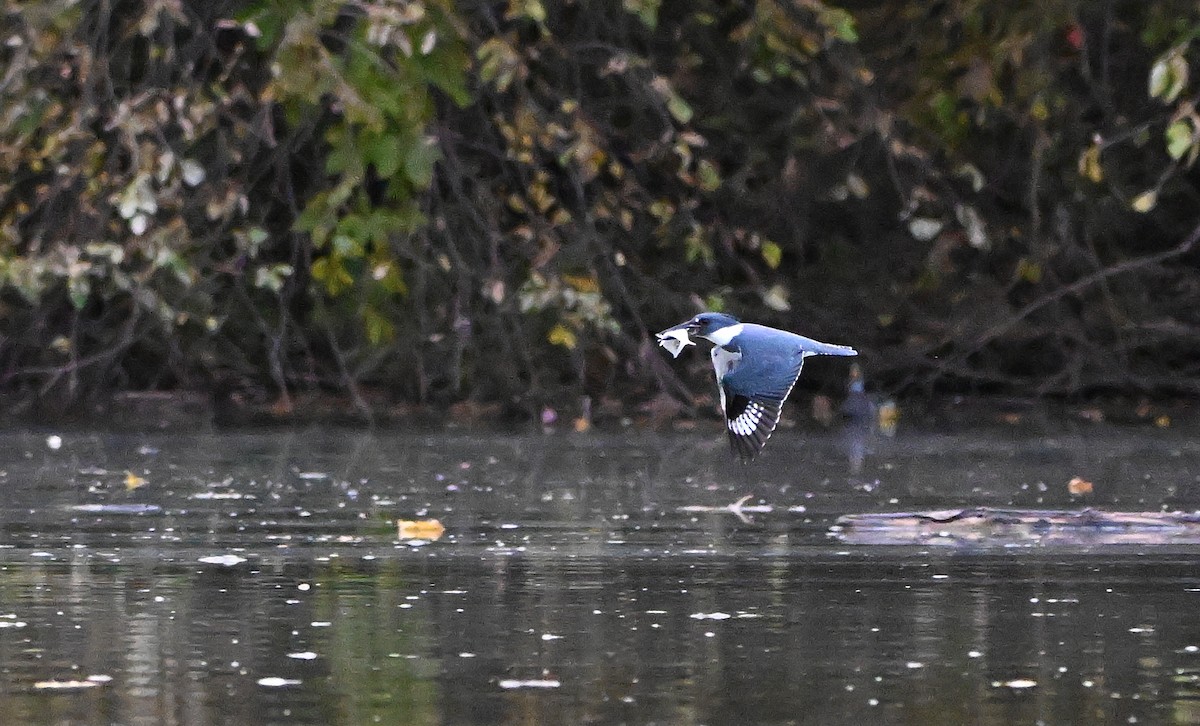 Belted Kingfisher - ML644517242