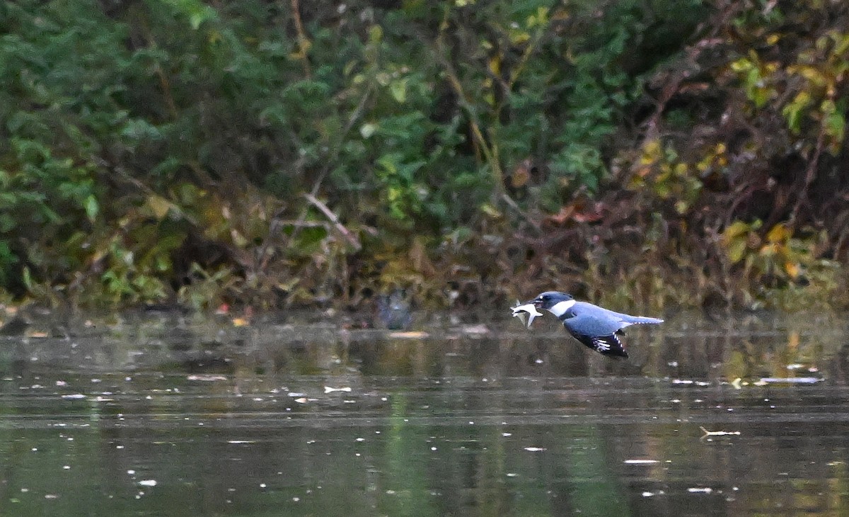 Belted Kingfisher - ML644517243