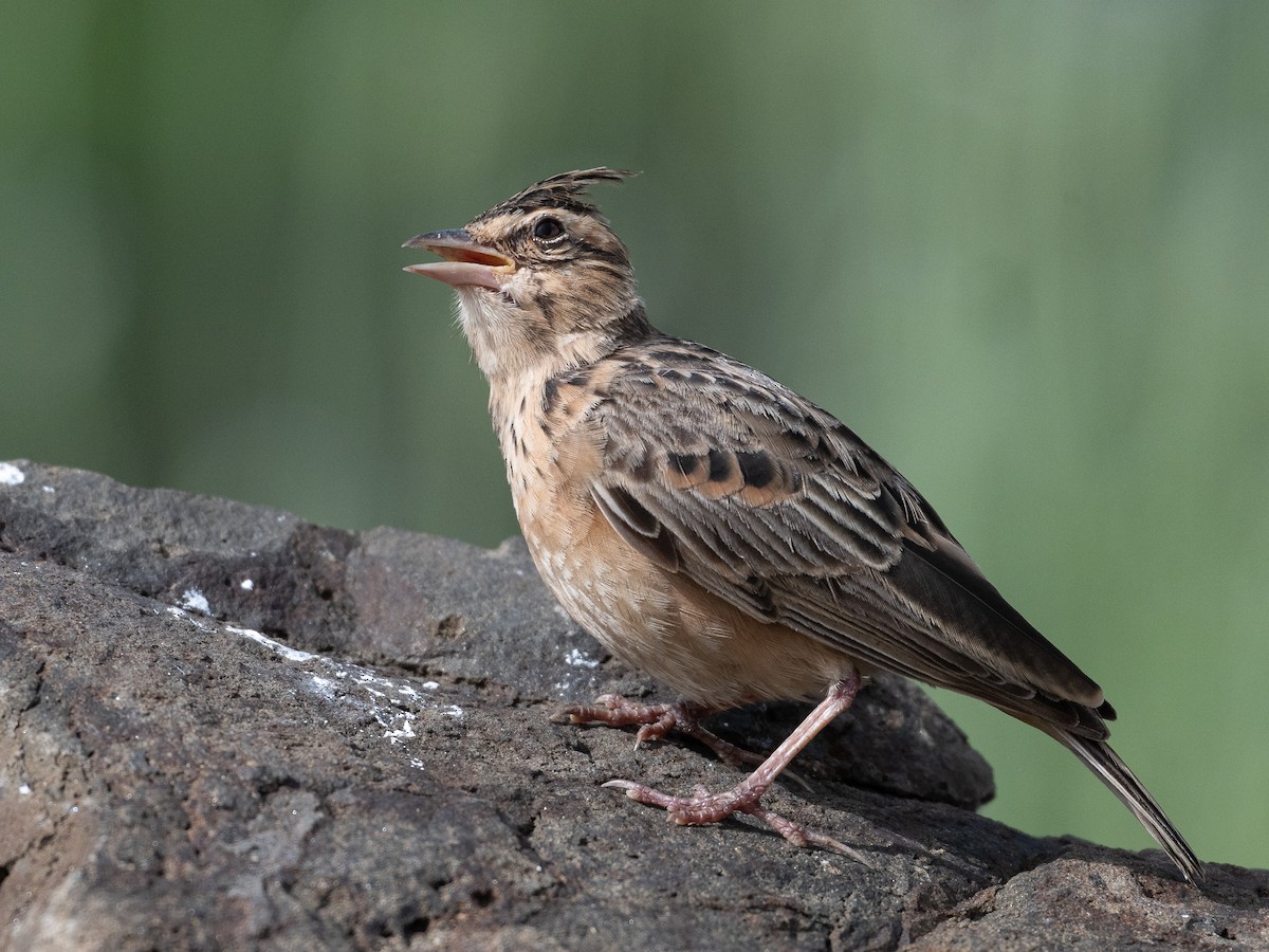 Malabar Lark - ML644517248
