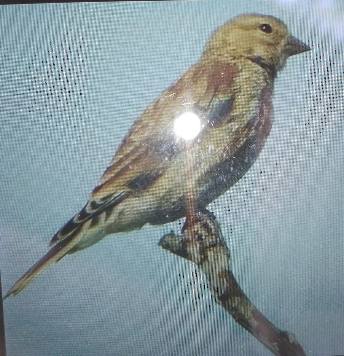 Eurasian Linnet - ML644517253