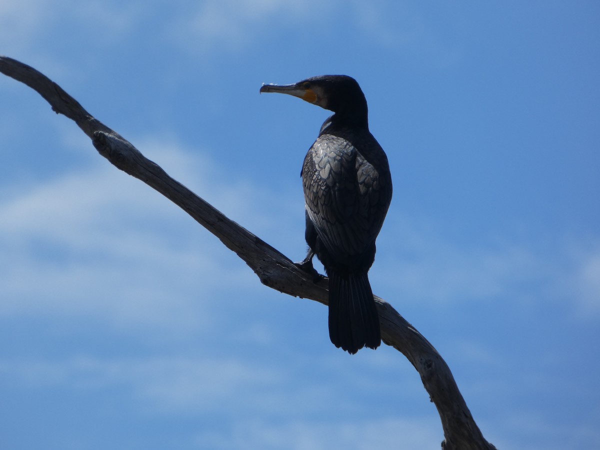 Grand Cormoran - ML644517254