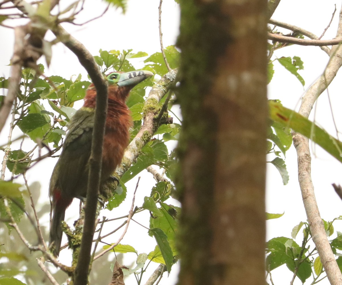 Spot-billed Toucanet - ML644517257