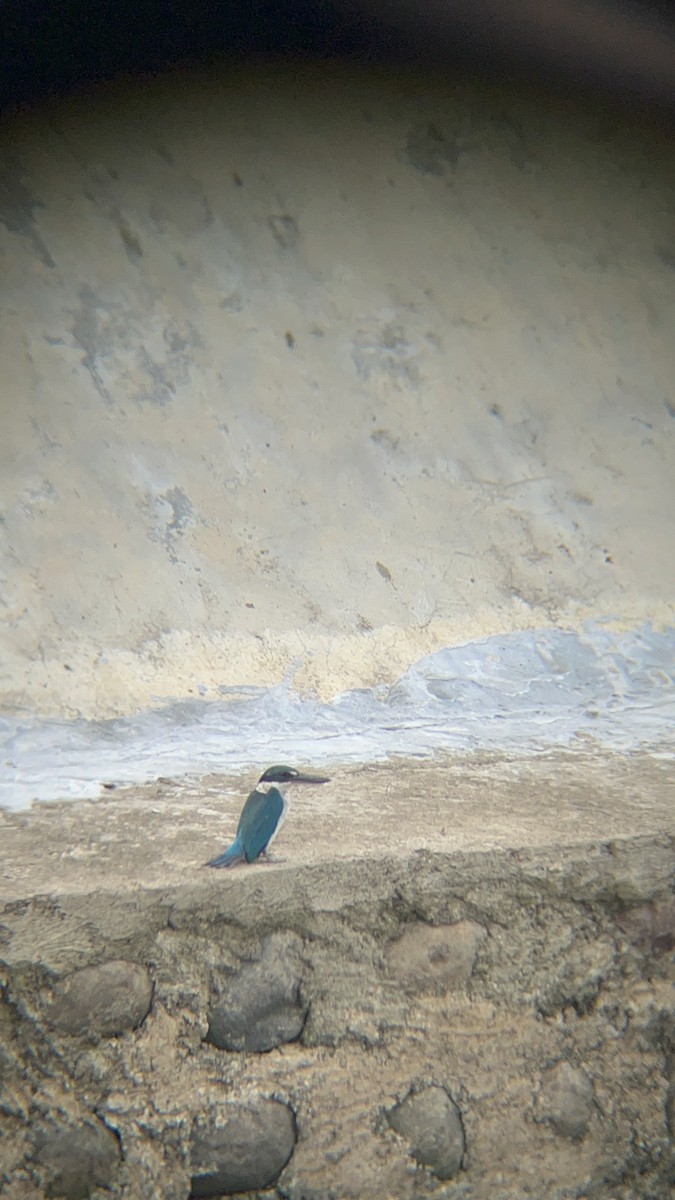 Martin-chasseur à collier blanc - ML644517258