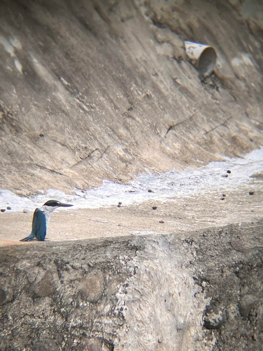 Martin-chasseur à collier blanc - ML644517259