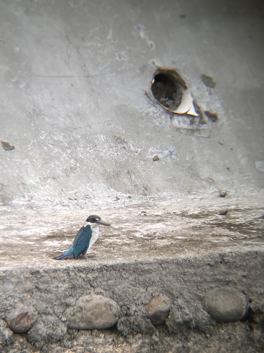 Martin-chasseur à collier blanc - ML644517261