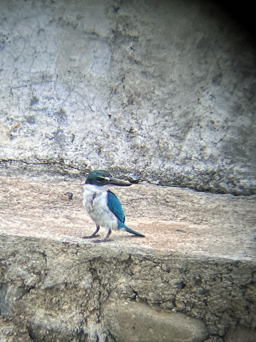 Martin-chasseur à collier blanc - ML644517262