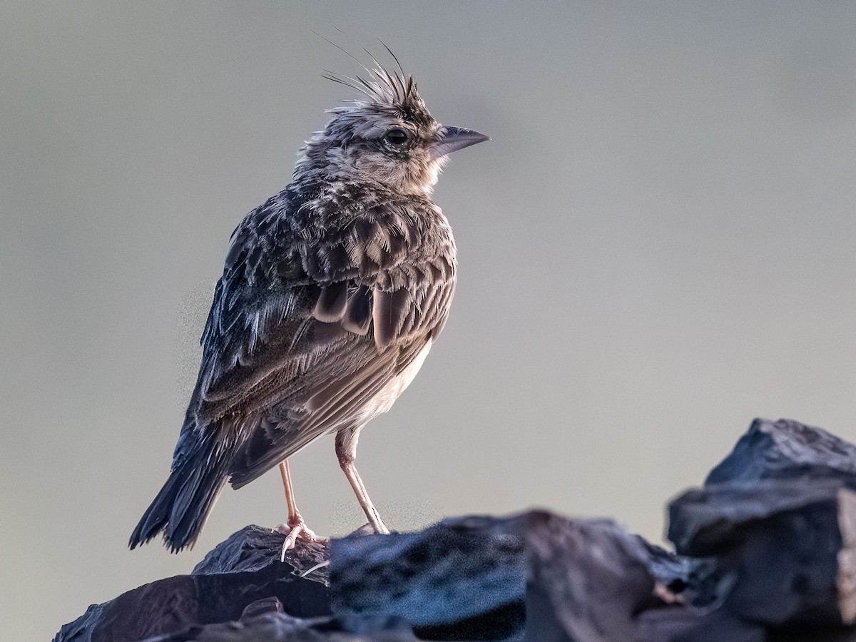 Malabar Lark - ML644517277
