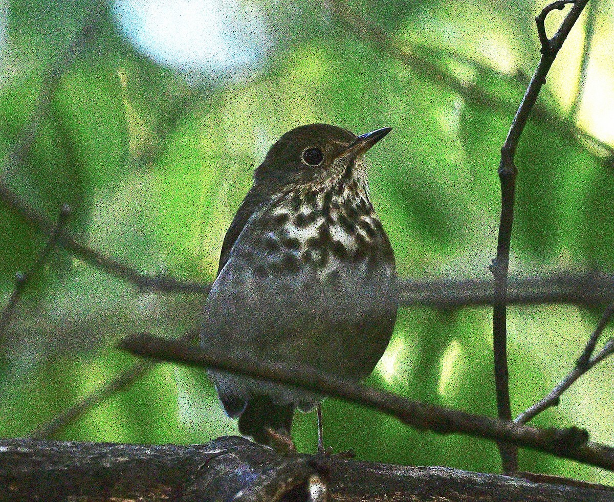 Grive solitaire - ML644517280