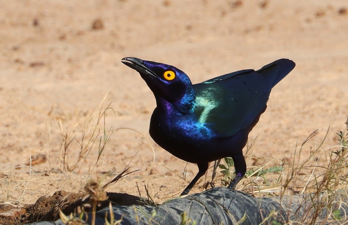Purple Starling - ML644517283
