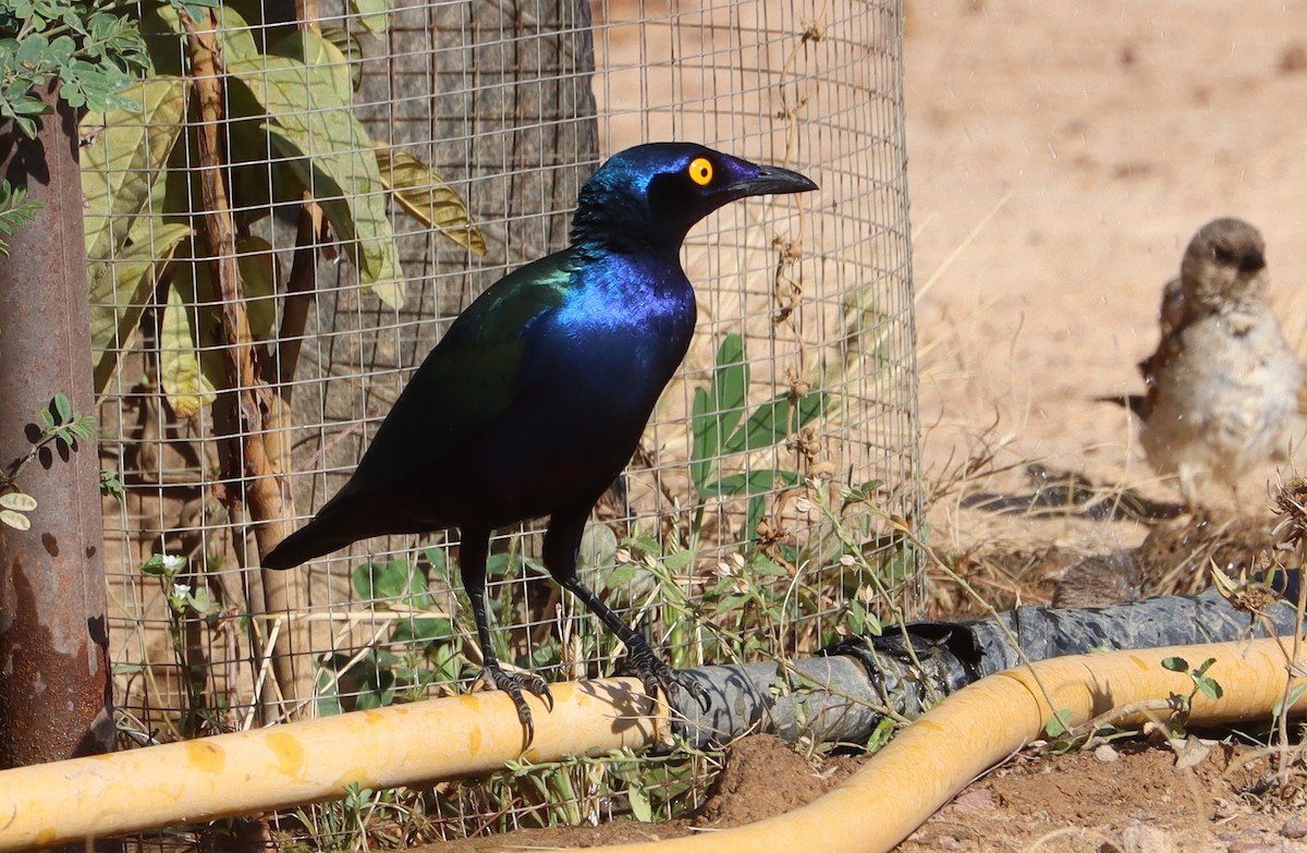 Purple Starling - ML644517284