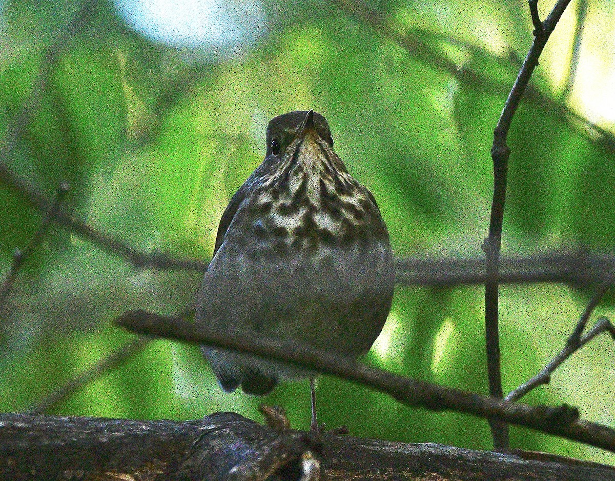 Grive solitaire - ML644517285