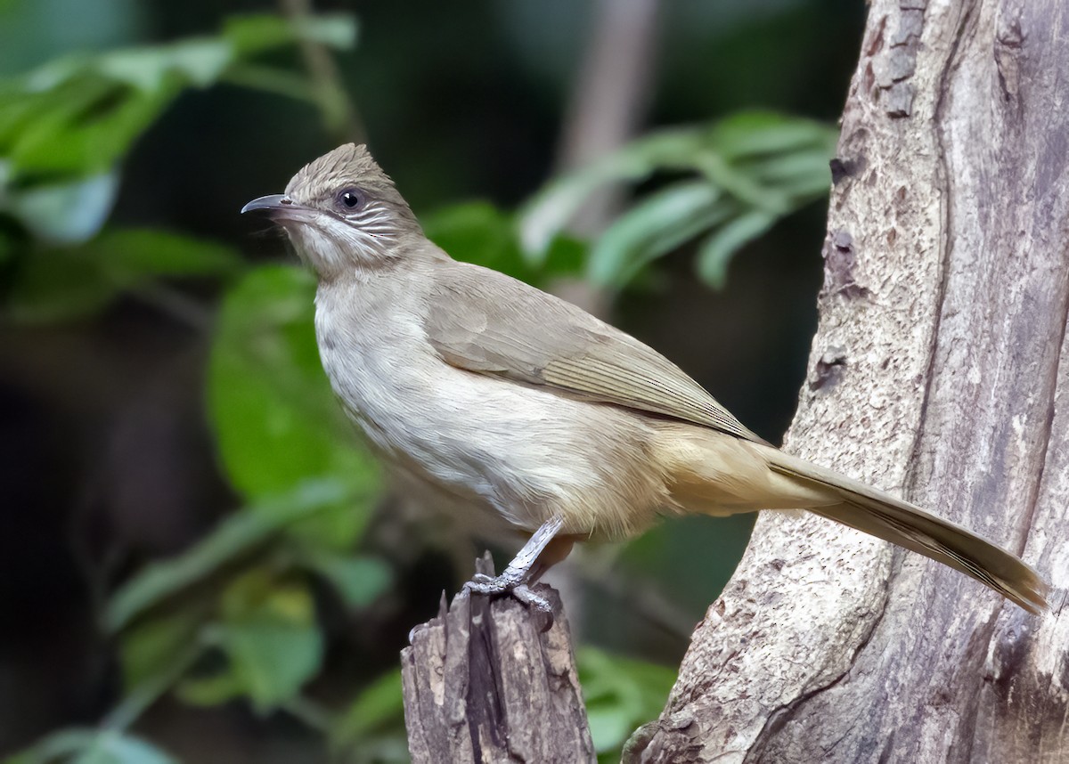 Streak-eared Bulbul - ML644517287