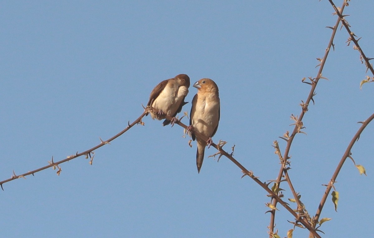 savannesølvnebb - ML644517292