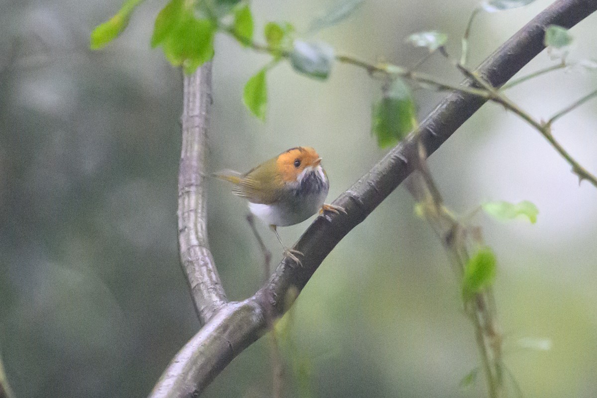 コシジロムシクイ - ML644517297