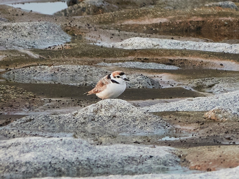 arkipello - ML644517300