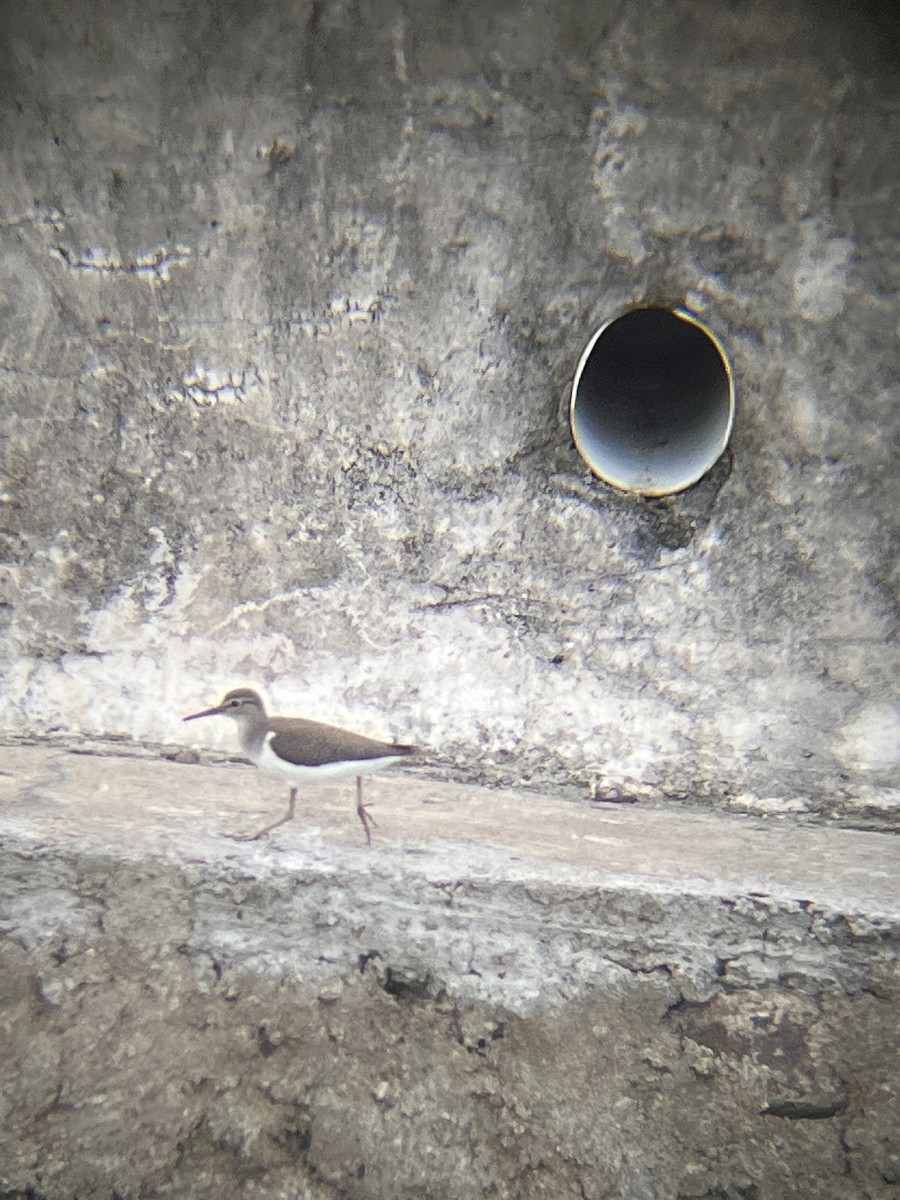 Набережник палеарктичний - ML644517324