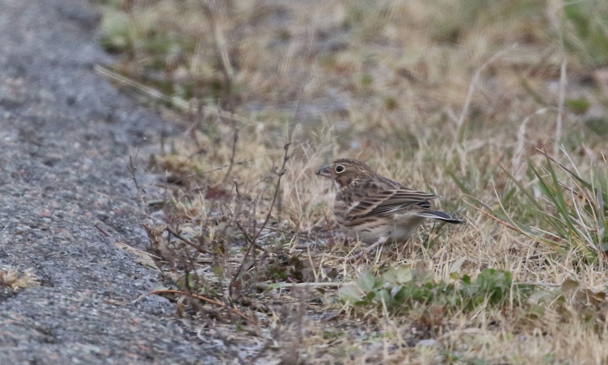 Vesper Sparrow - ML644517326