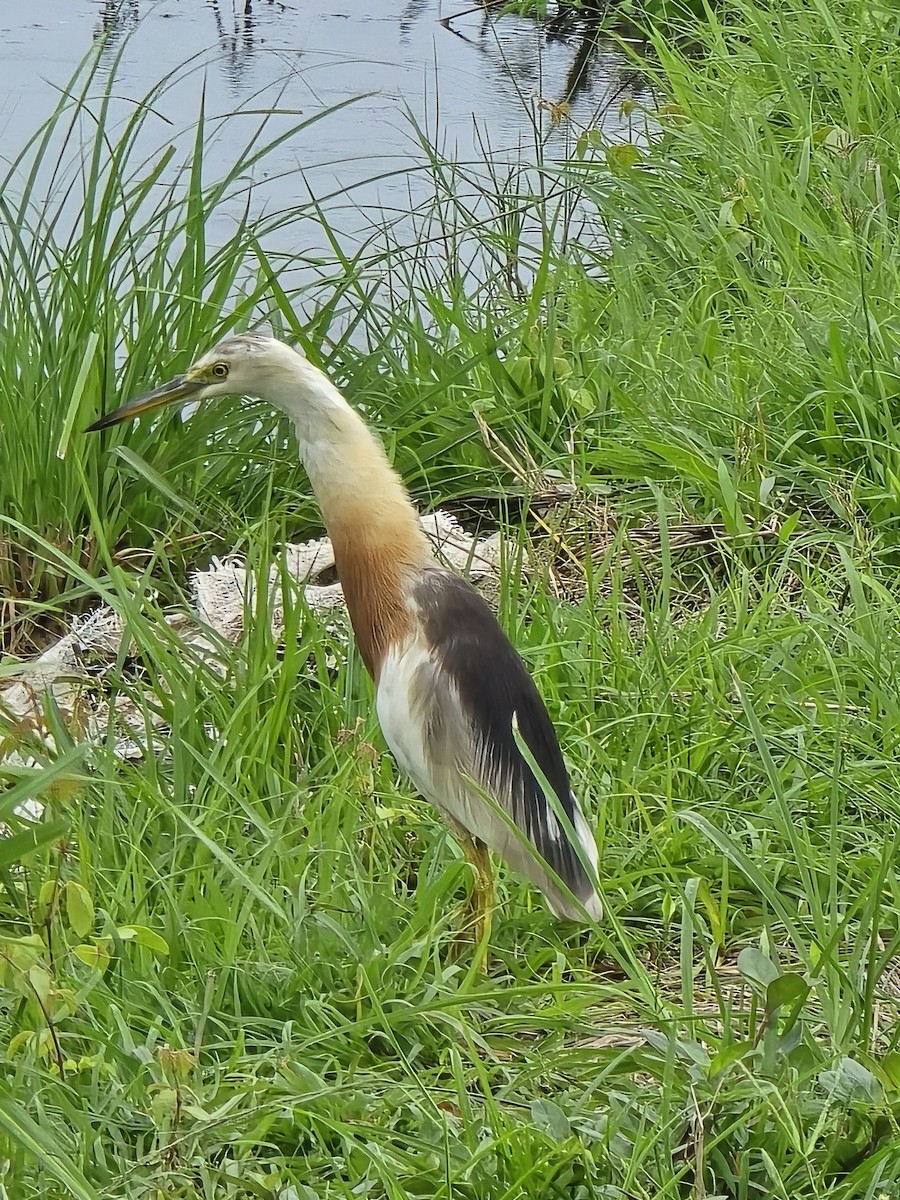 Crabier malais - ML644517330