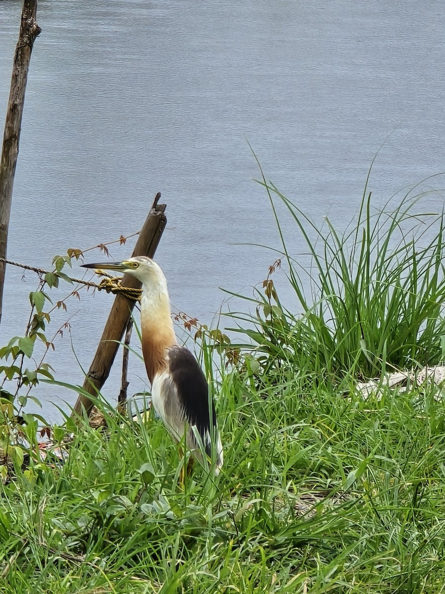 Crabier malais - ML644517331