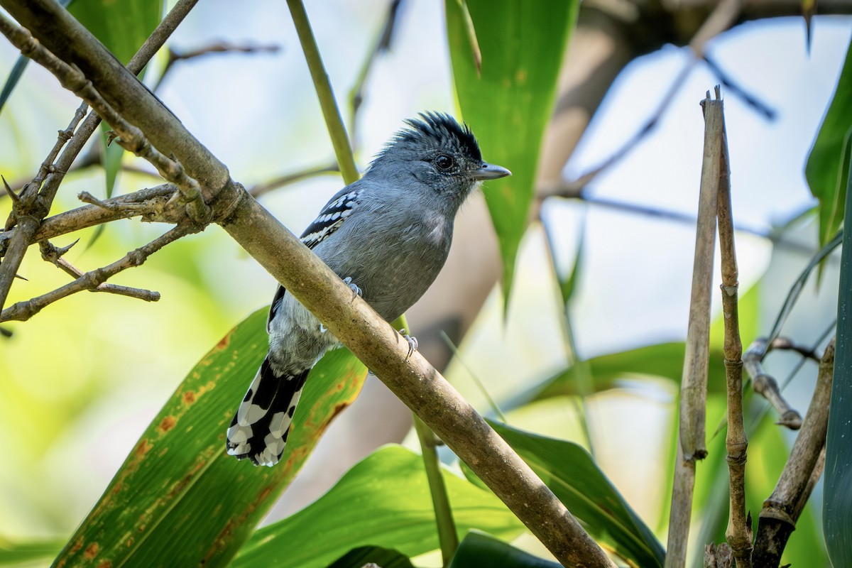 Variable Antshrike - ML644517332