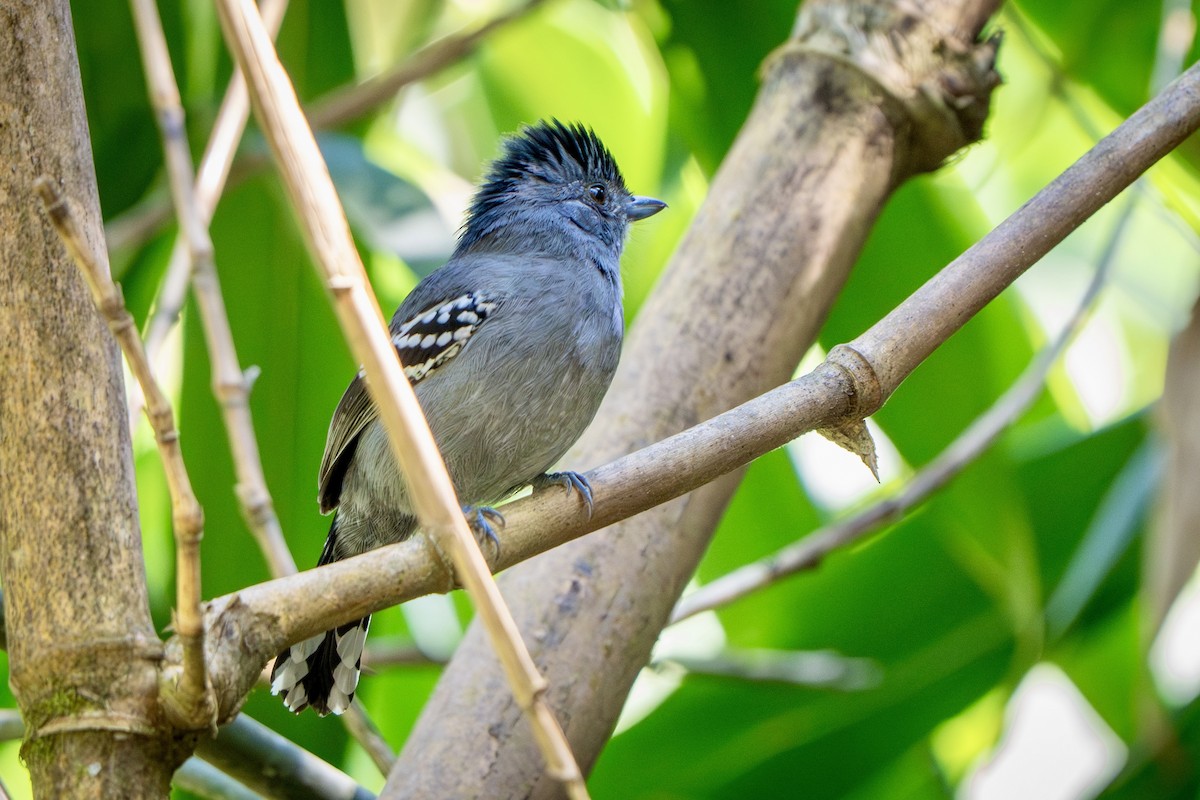 Variable Antshrike - ML644517333