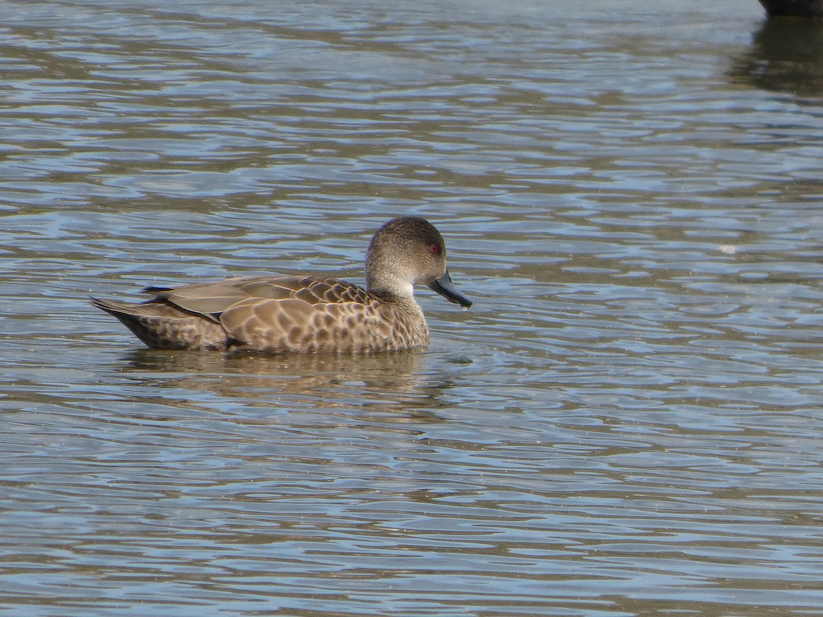 Sarcelle australasienne - ML644517334