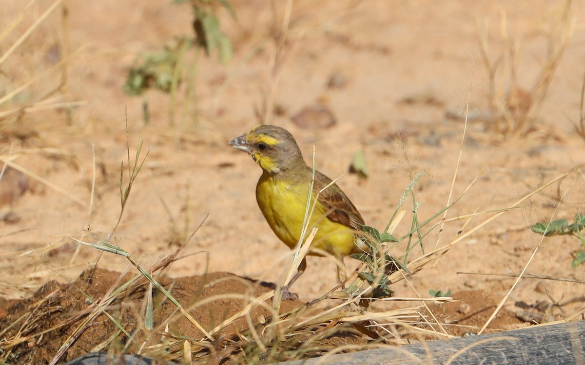 キマユカナリア - ML644517336