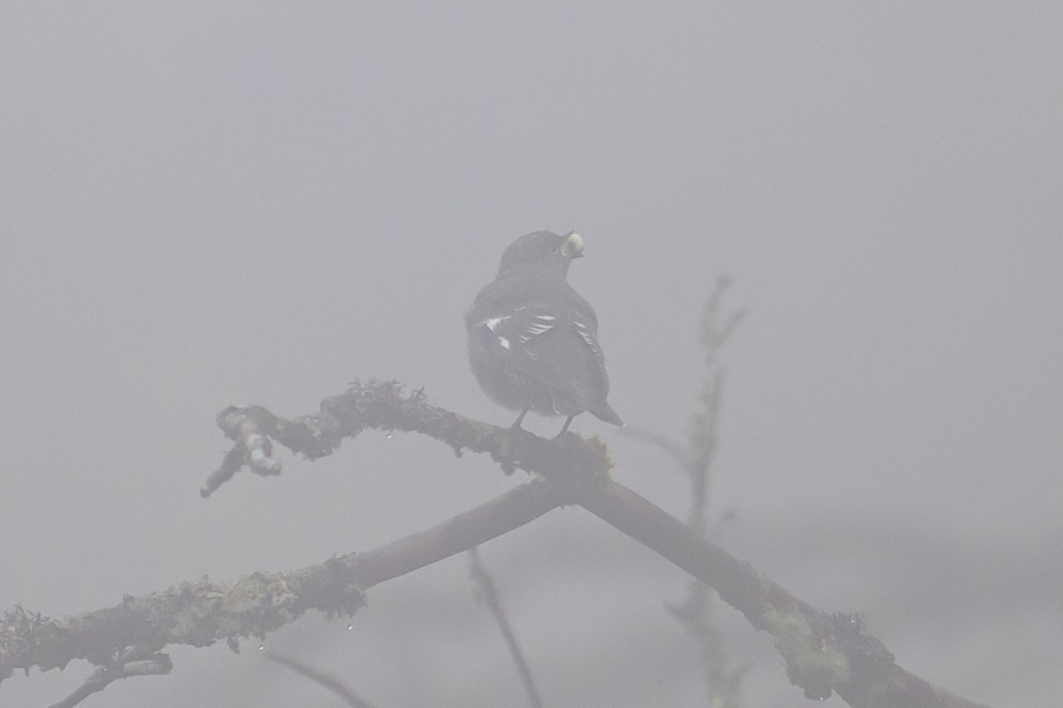 ムラサキツグミ - ML644517348