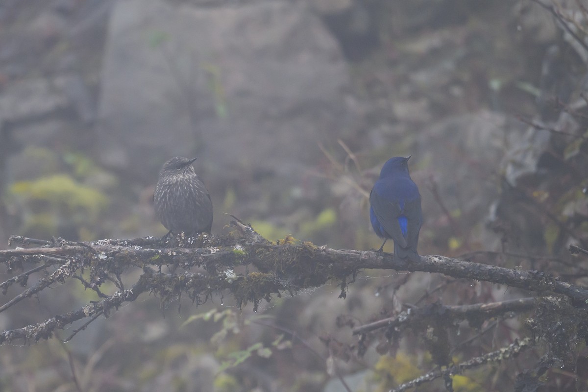 ムラサキツグミ - ML644517349