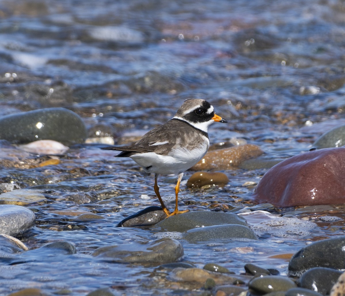 Common Ringed Plover - ML644517353