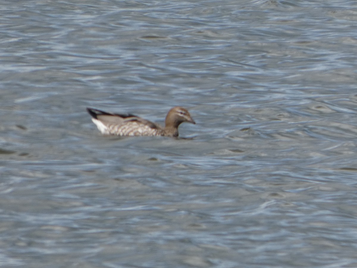 Canard à crinière - ML644517356