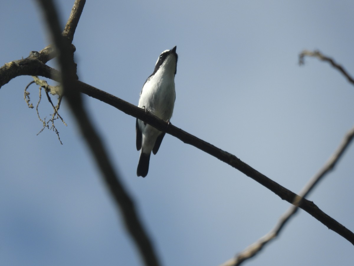 Little Pied Flycatcher - ML644517359