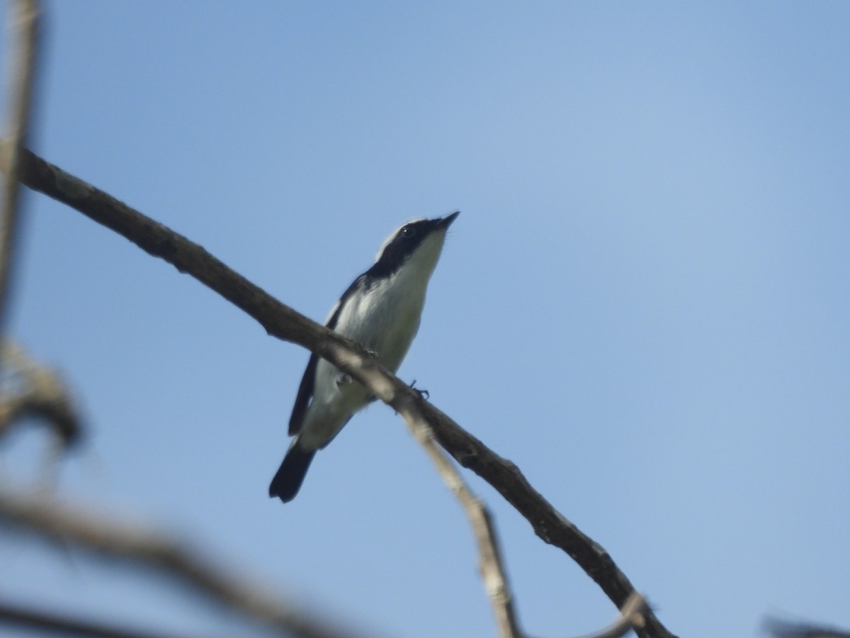 Little Pied Flycatcher - ML644517360