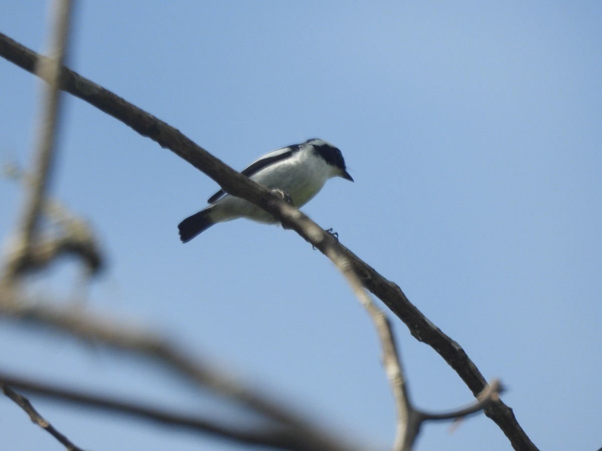 Little Pied Flycatcher - ML644517361
