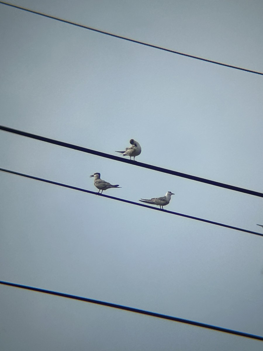 Guifette moustac - ML644517363