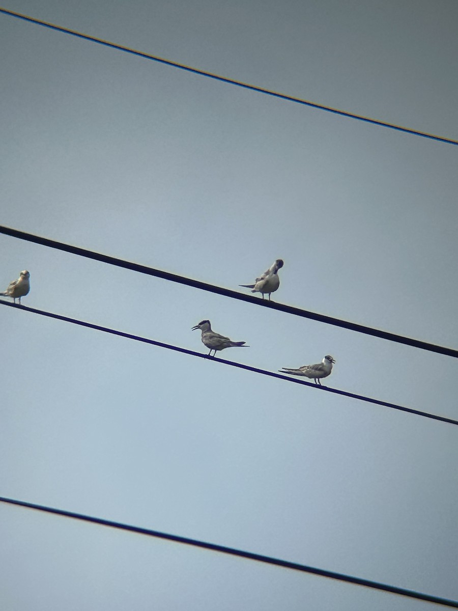 Guifette moustac - ML644517364