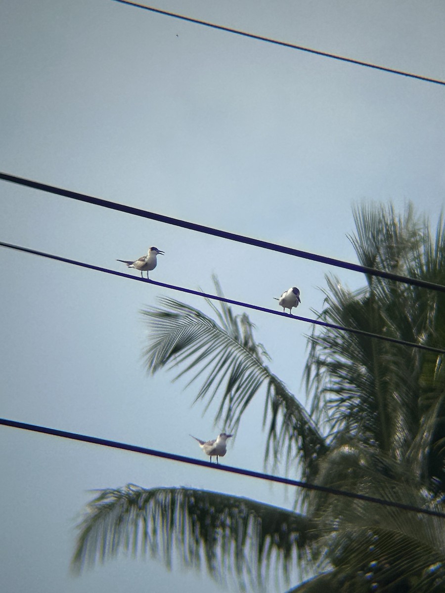 Guifette moustac - ML644517365