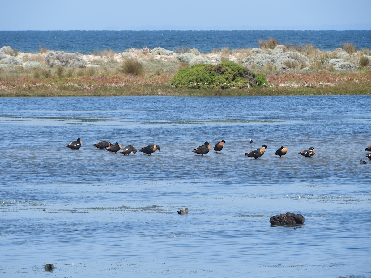 Галагаз австралійський - ML644517368