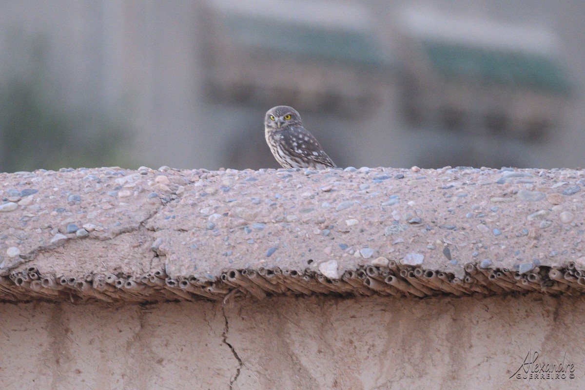 Mozolo arrunta - ML644517378