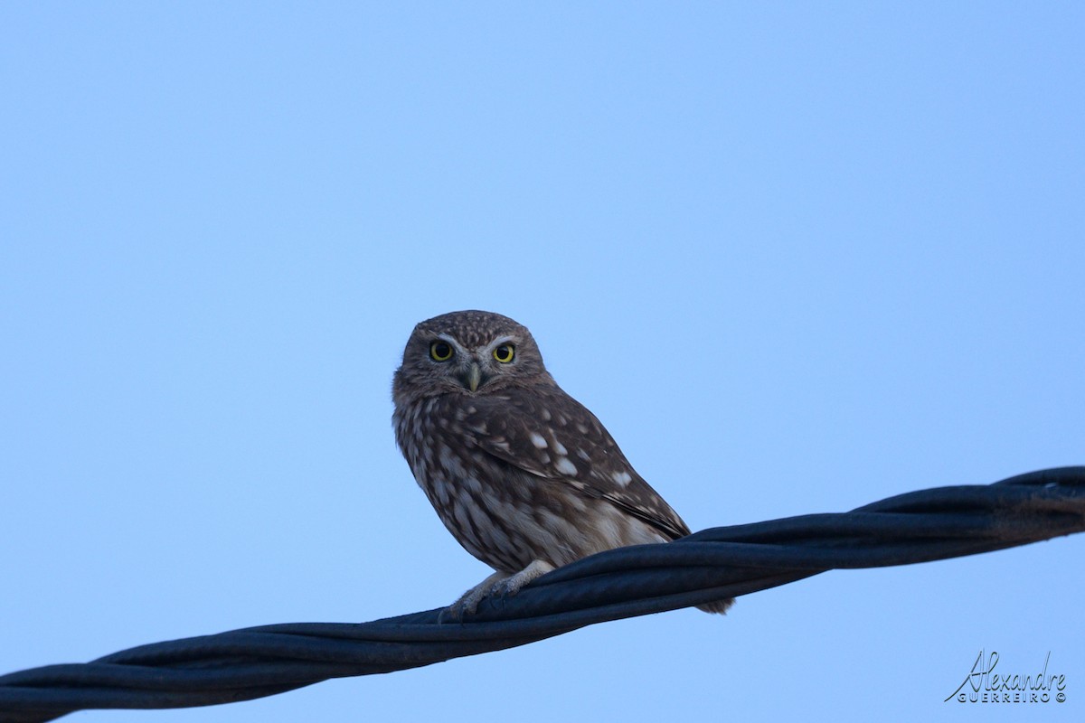 Mozolo arrunta - ML644517379