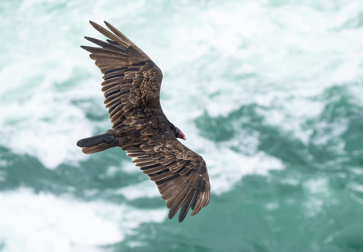 ヒメコンドル - ML644517380