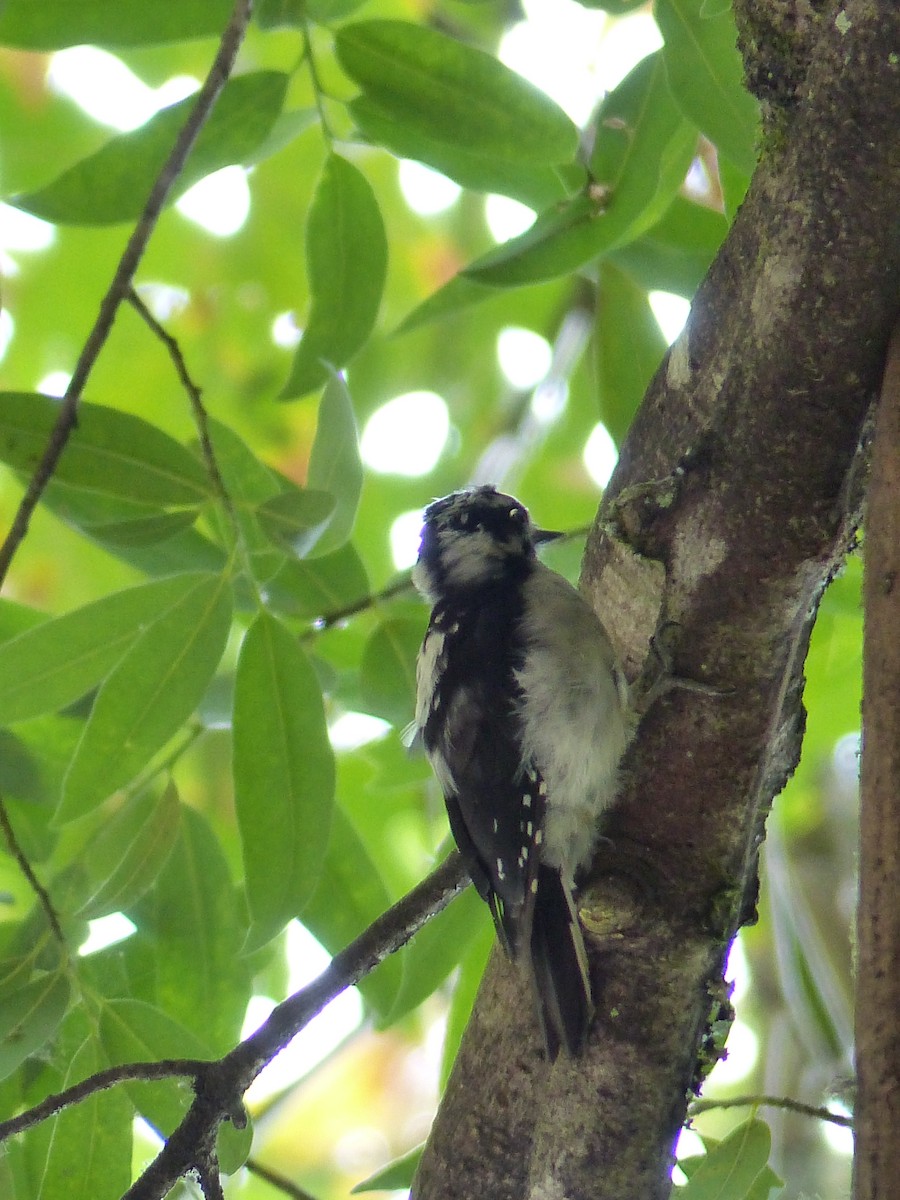 Downy Woodpecker - ML644517388