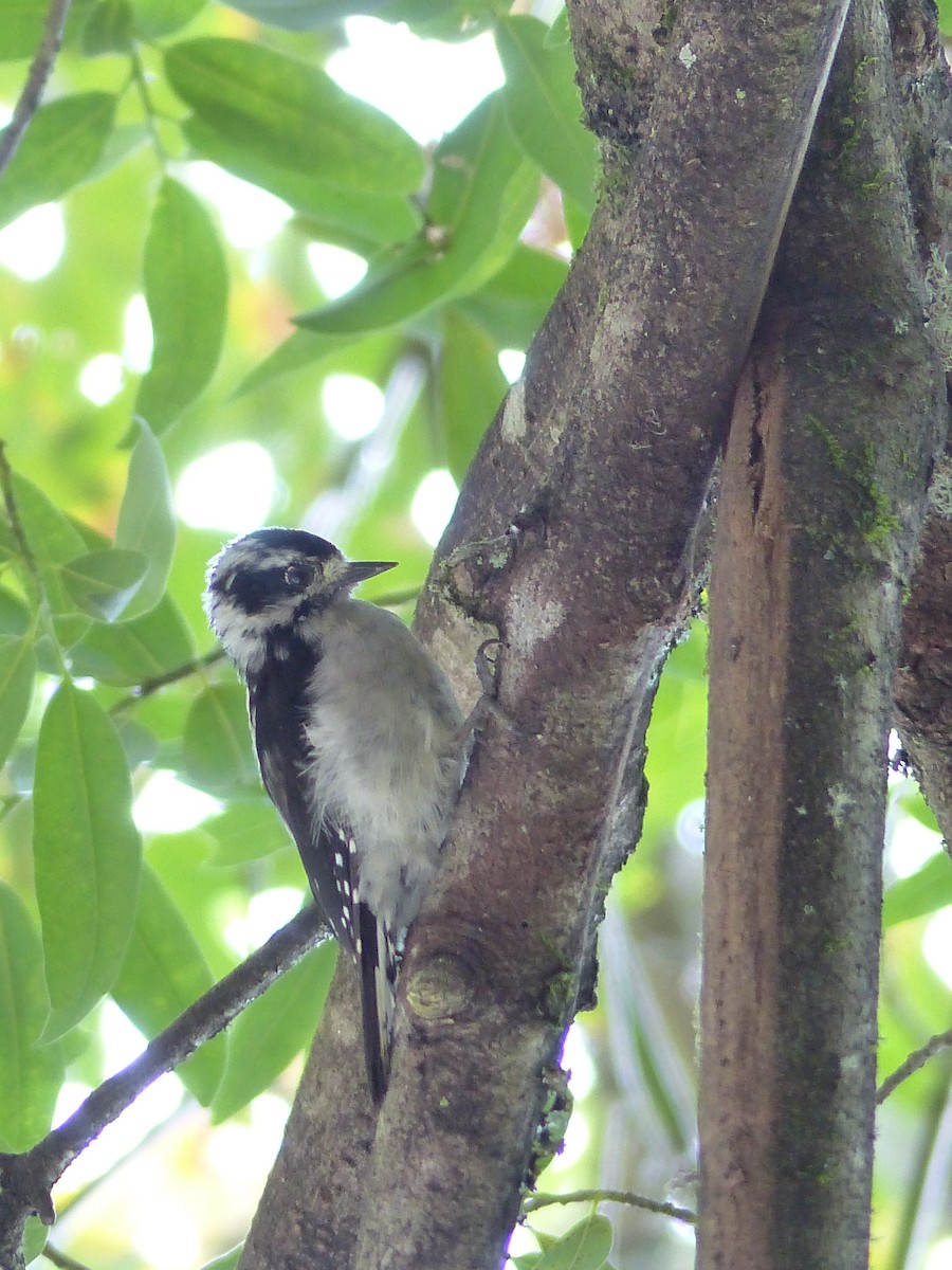 Downy Woodpecker - ML644517389
