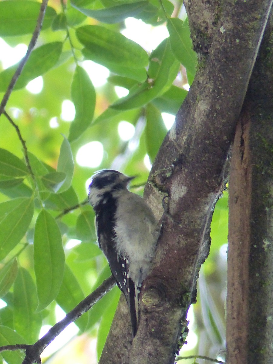 Downy Woodpecker - ML644517390