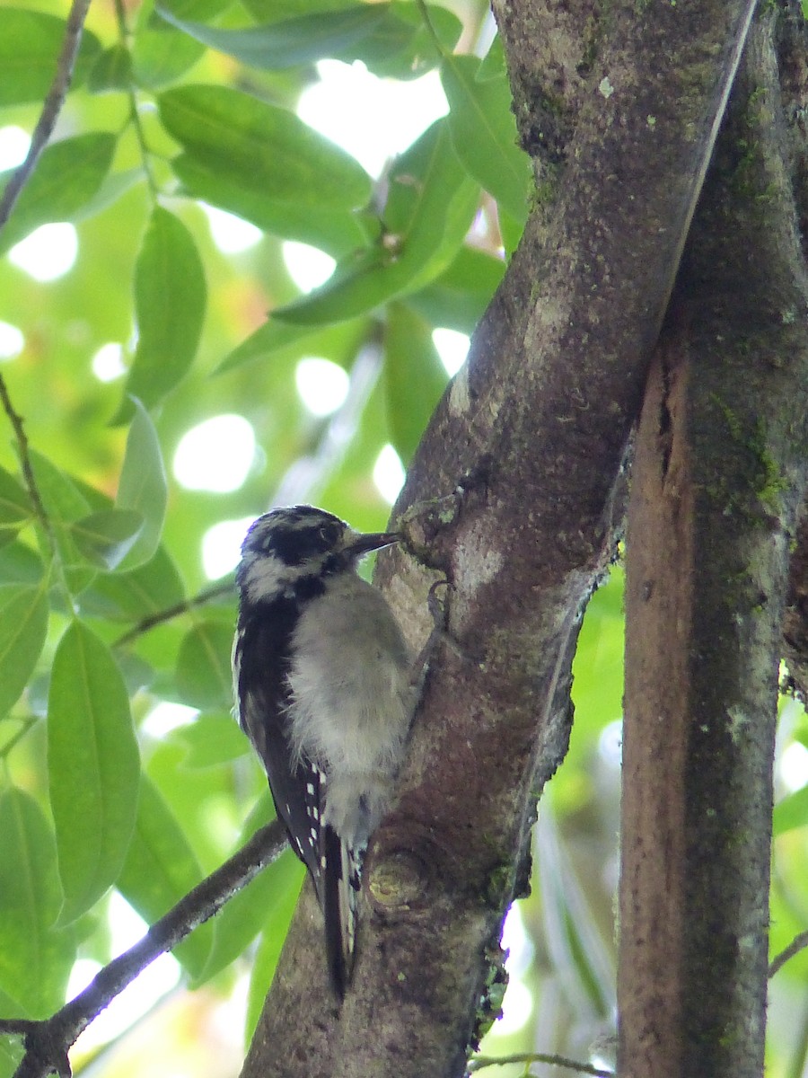 Downy Woodpecker - ML644517391