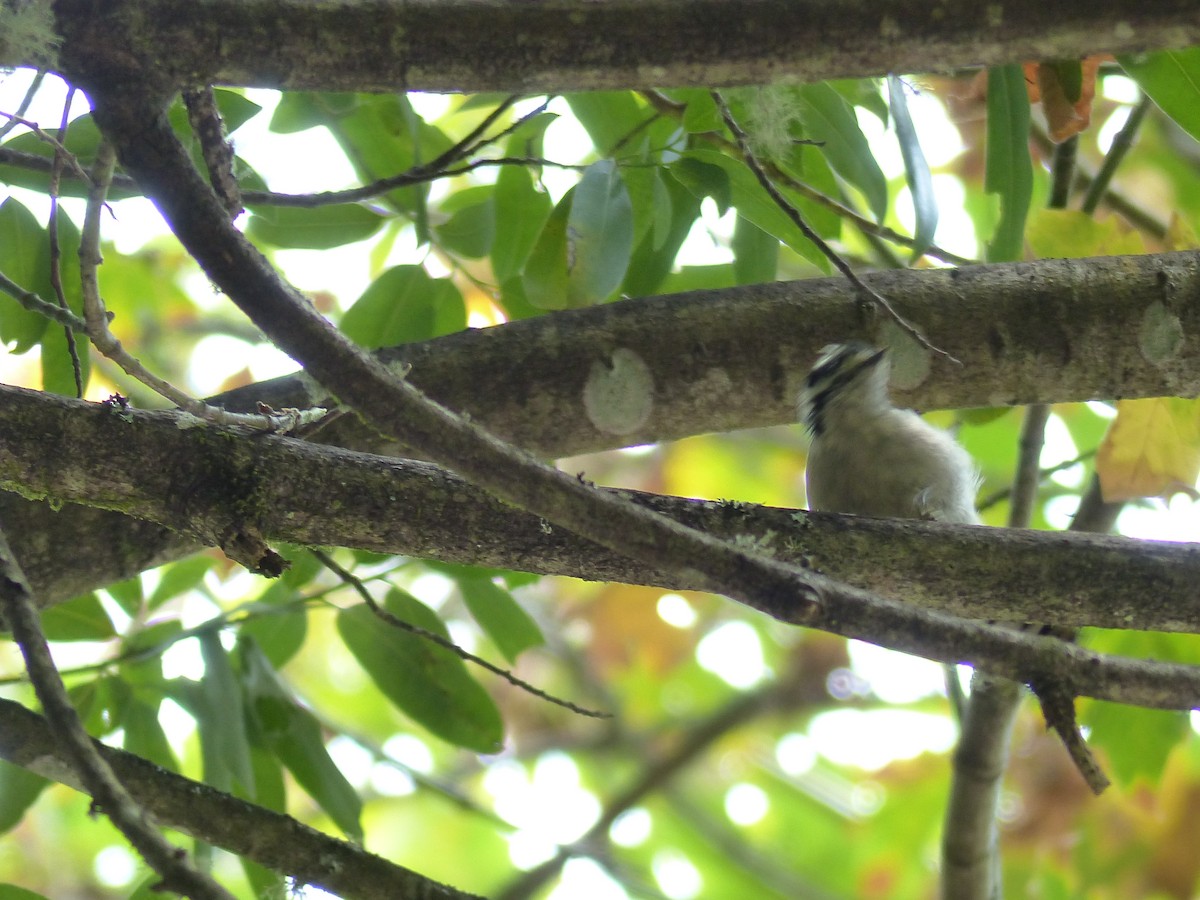 Downy Woodpecker - ML644517392