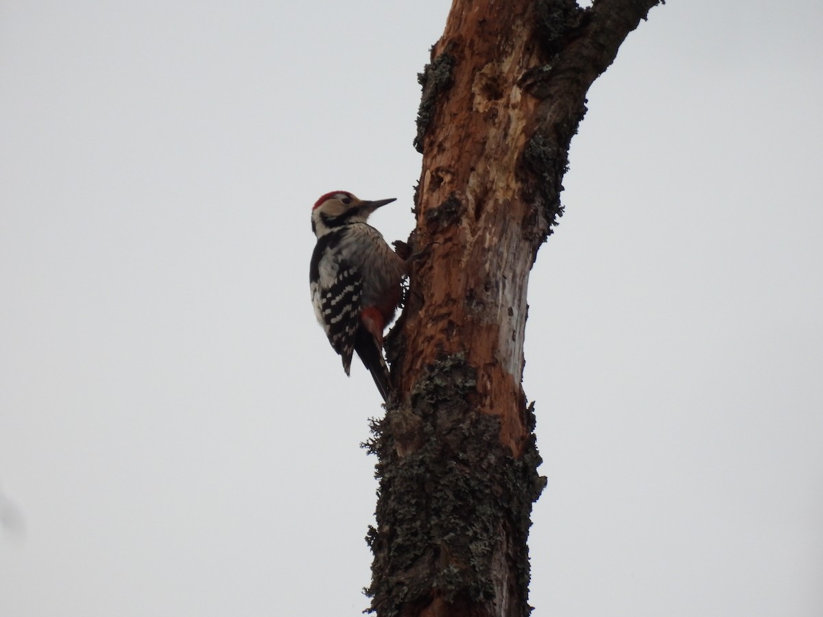 White-backed Woodpecker - ML644517394