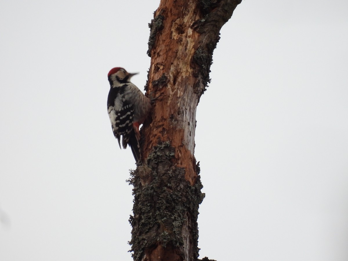White-backed Woodpecker - ML644517395